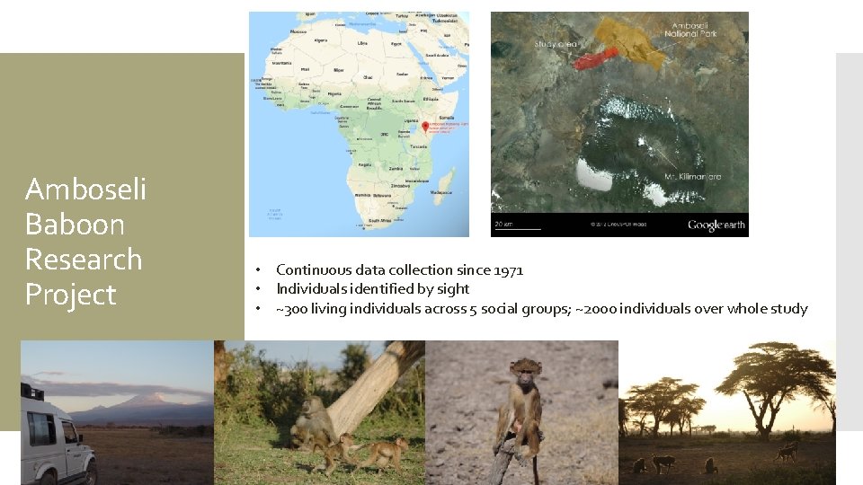 Amboseli Baboon Research Project • Continuous data collection since 1971 • Individuals identified by