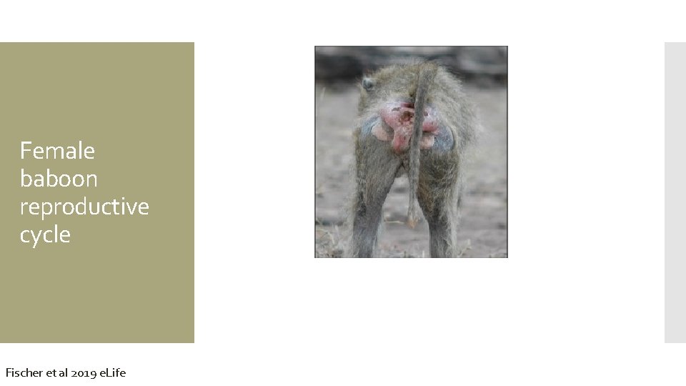 Female baboon reproductive cycle Fischer et al 2019 e. Life 