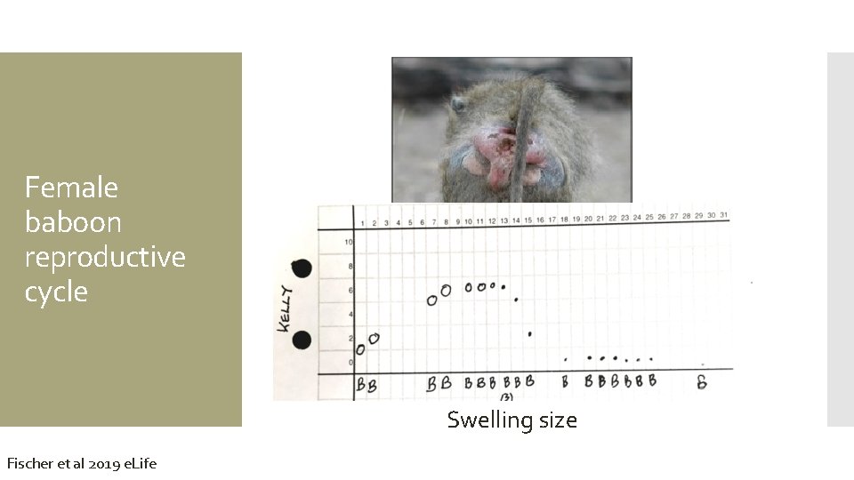 Female baboon reproductive cycle Swelling size Fischer et al 2019 e. Life 