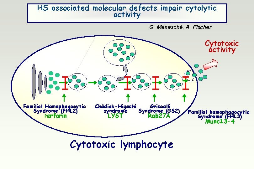 HS associated molecular defects impair cytolytic activity G. Ménasché, A. Fischer Cytotoxic activity Familial