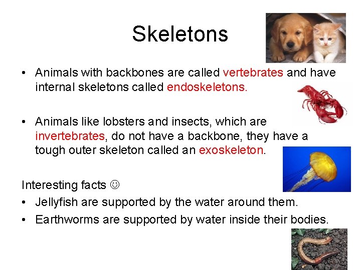Skeletons • Animals with backbones are called vertebrates and have internal skeletons called endoskeletons.