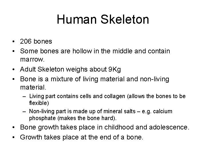Human Skeleton • 206 bones • Some bones are hollow in the middle and