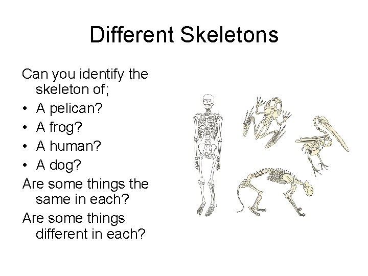 Different Skeletons Can you identify the skeleton of; • A pelican? • A frog?