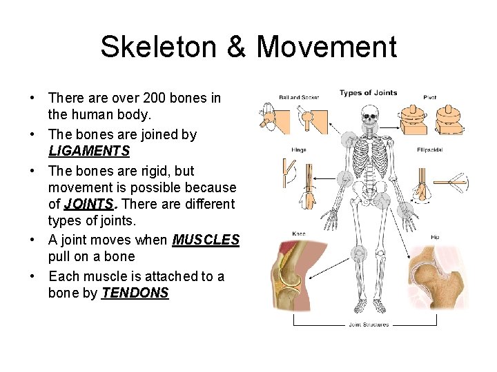 Skeleton & Movement • There are over 200 bones in the human body. •