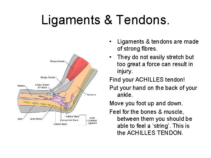 Ligaments & Tendons. • Ligaments & tendons are made of strong fibres. • They
