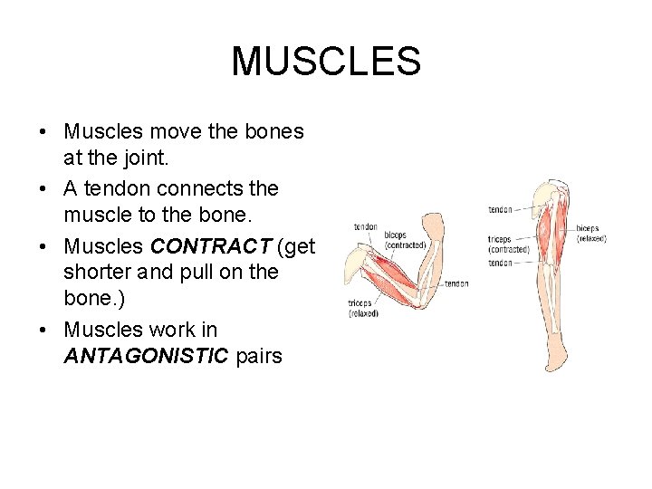 MUSCLES • Muscles move the bones at the joint. • A tendon connects the