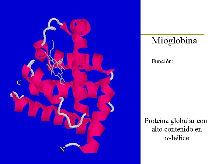 Mioglobina Función: C Proteína globular con alto contenido en a-hélice N 