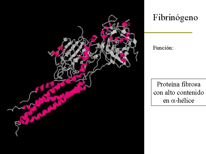 Fibrinógeno Función: Proteína fibrosa con alto contenido en a-hélice 