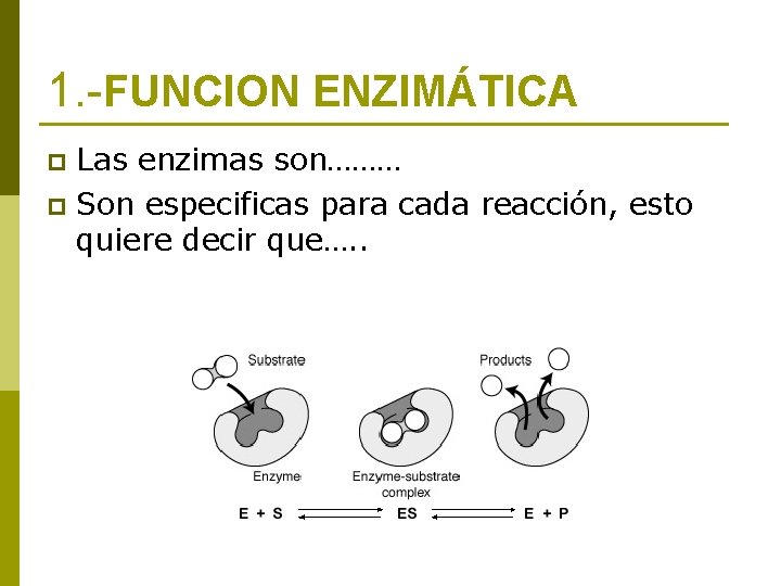 1. -FUNCION ENZIMÁTICA Las enzimas son……… p Son especificas para cada reacción, esto quiere