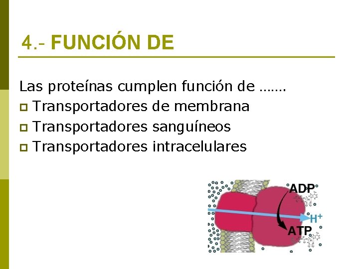 4. - FUNCIÓN DE Las proteínas cumplen función de ……. p Transportadores de membrana