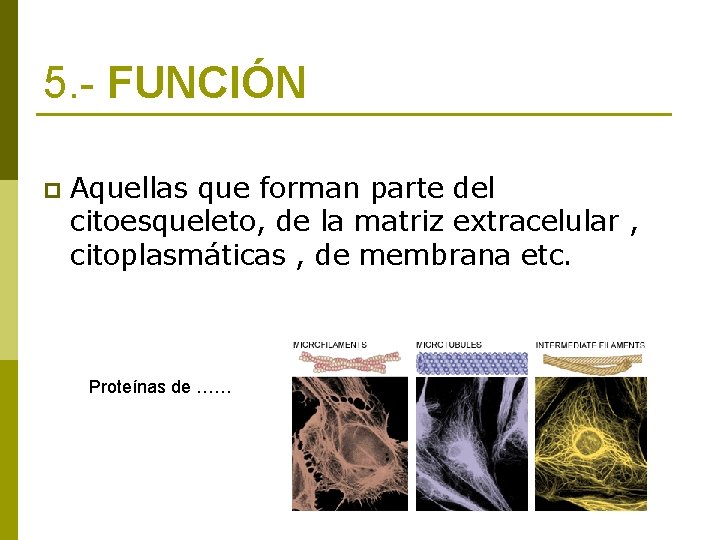 5. - FUNCIÓN p Aquellas que forman parte del citoesqueleto, de la matriz extracelular