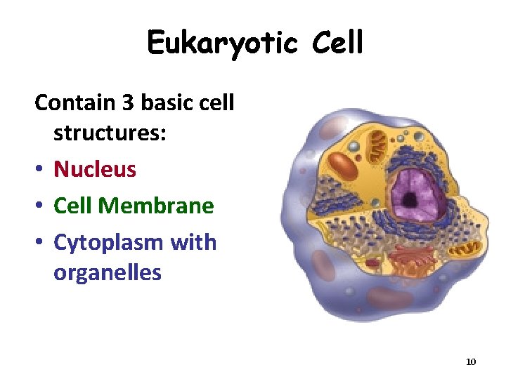 Eukaryotic Cell Contain 3 basic cell structures: • Nucleus • Cell Membrane • Cytoplasm