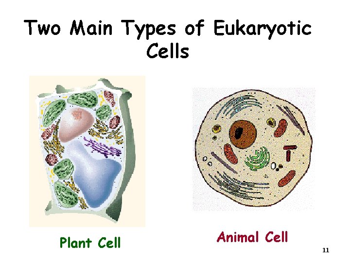 Two Main Types of Eukaryotic Cells Plant Cell Animal Cell 11 