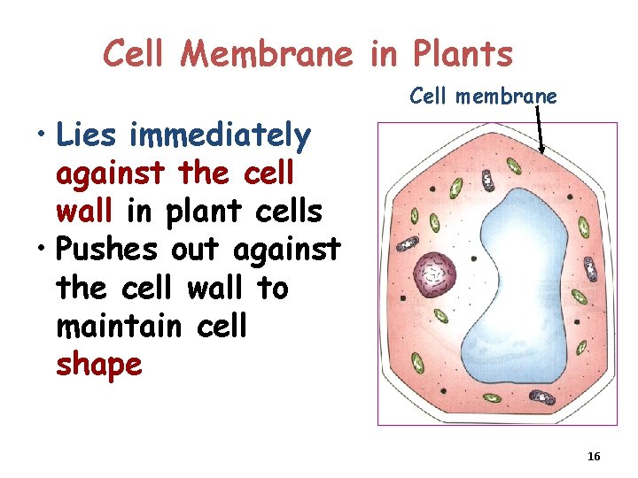 Cell Membrane in Plants Cell membrane • Lies immediately against the cell wall in