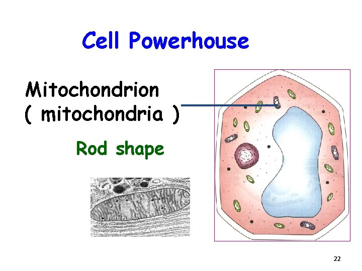 Cell Powerhouse Mitochondrion ( mitochondria ) Rod shape 22 
