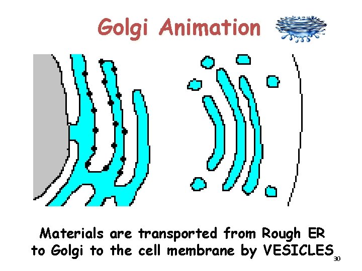 Golgi Animation Materials are transported from Rough ER to Golgi to the cell membrane