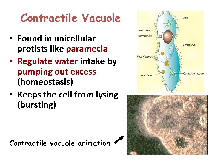 Contractile Vacuole • Found in unicellular protists like paramecia • Regulate water intake by