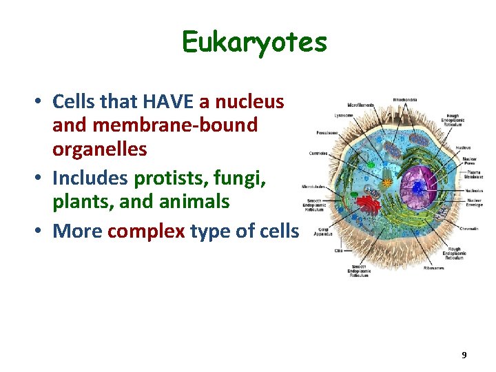 Eukaryotes • Cells that HAVE a nucleus and membrane-bound organelles • Includes protists, fungi,