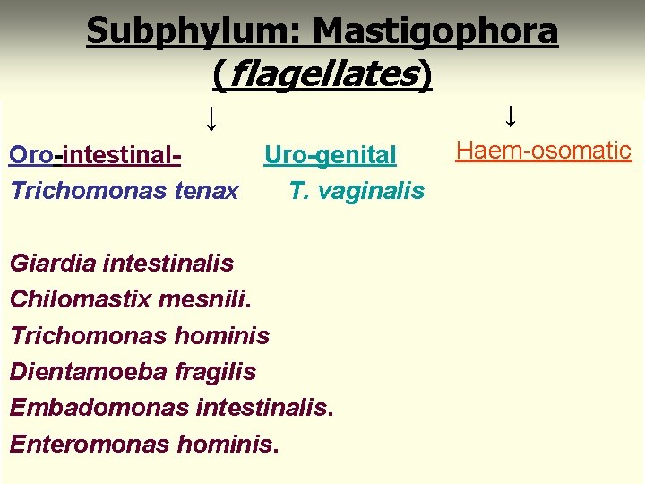 Subphylum: Mastigophora (flagellates) ↓ Oro-intestinal. Uro-genital Trichomonas tenax T. vaginalis Giardia intestinalis Chilomastix mesnili.