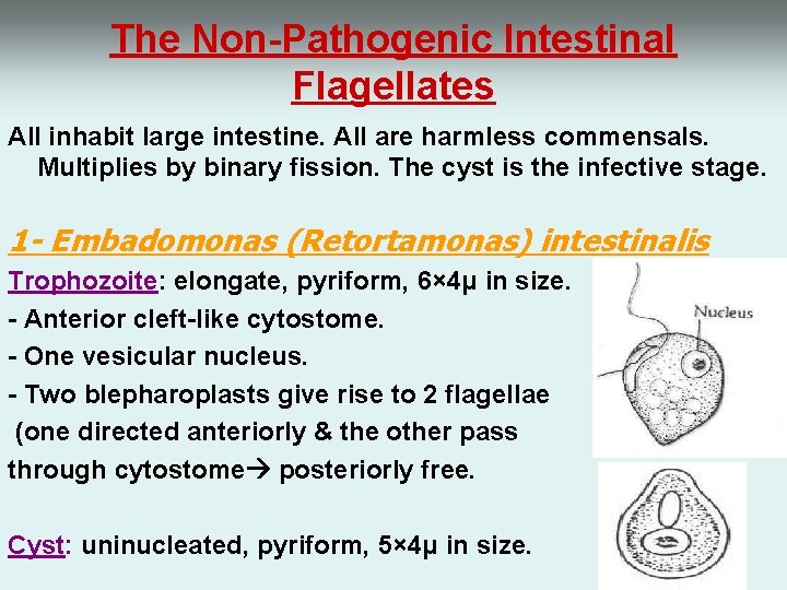 The Non-Pathogenic Intestinal Flagellates All inhabit large intestine. All are harmless commensals. Multiplies by