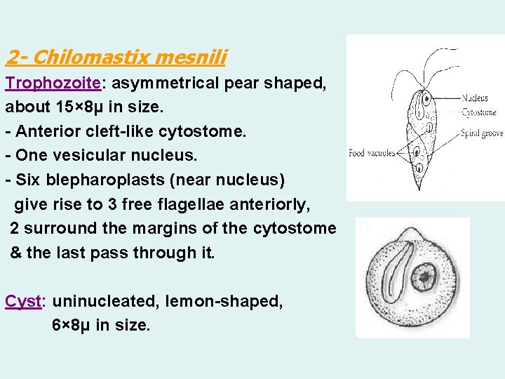 2 - Chilomastix mesnili Trophozoite: asymmetrical pear shaped, about 15× 8μ in size. -