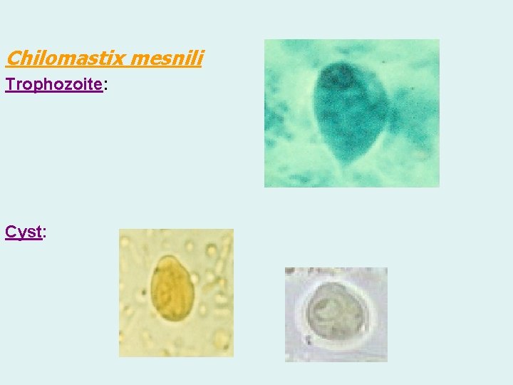 Chilomastix mesnili Trophozoite: Cyst: 