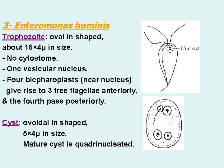 3 - Enteromonas hominis Trophozoite: oval in shaped, about 16× 4μ in size. -