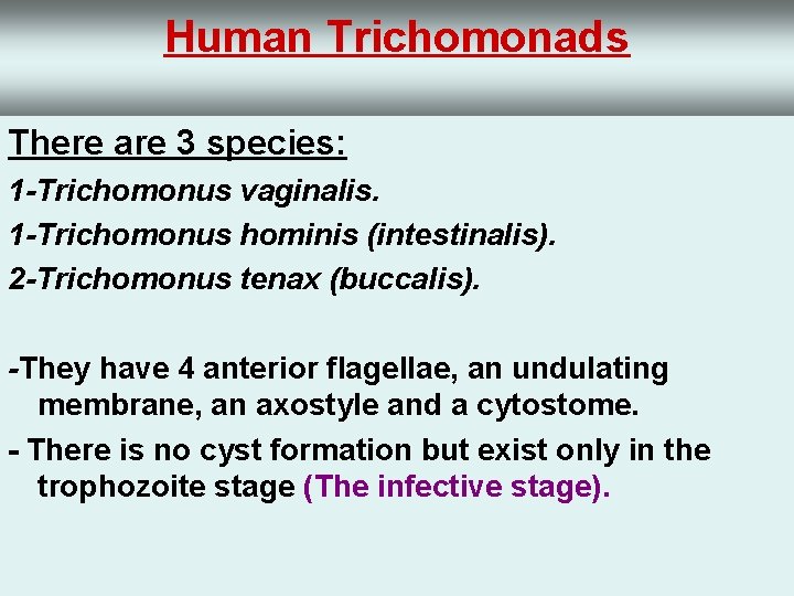 Human Trichomonads There are 3 species: 1 -Trichomonus vaginalis. 1 -Trichomonus hominis (intestinalis). 2