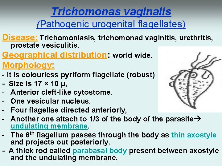 Trichomonas vaginalis (Pathogenic urogenital flagellates) Disease: Trichomoniasis, trichomonad vaginitis, urethritis, prostate vesiculitis. Geographical distribution:
