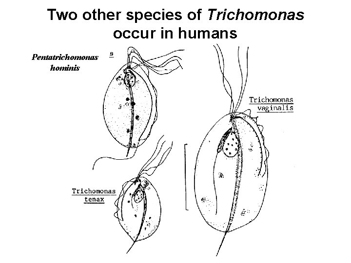 Two other species of Trichomonas occur in humans Pentatrichomonas hominis 