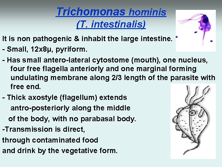 Trichomonas hominis (T. intestinalis) It is non pathogenic & inhabit the large intestine. -