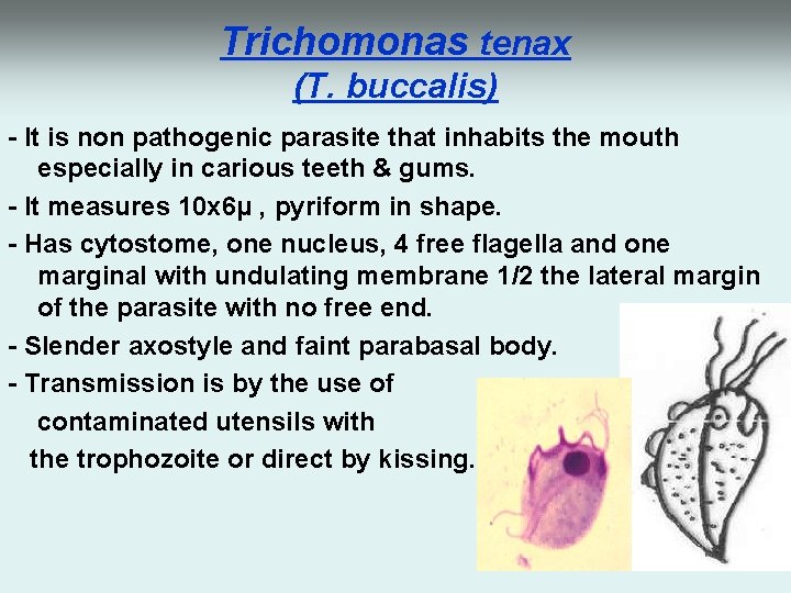 Trichomonas tenax (T. buccalis) - It is non pathogenic parasite that inhabits the mouth