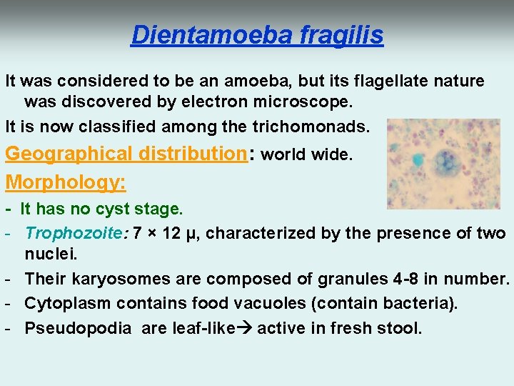 Dientamoeba fragilis It was considered to be an amoeba, but its flagellate nature was