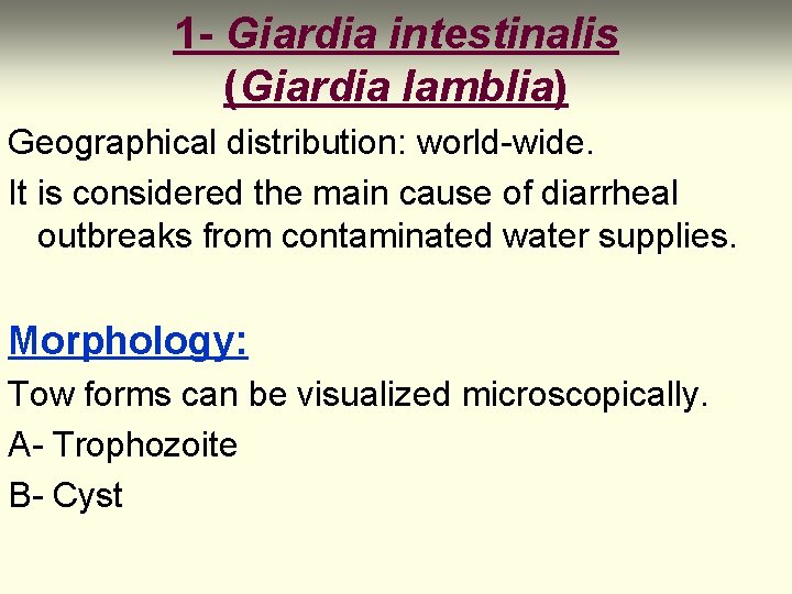 1 - Giardia intestinalis (Giardia lamblia) Geographical distribution: world-wide. It is considered the main