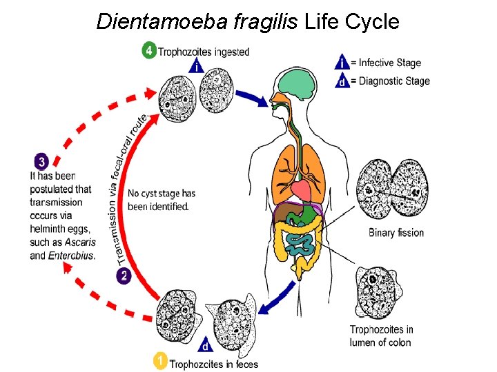 Dientamoeba fragilis Life Cycle 