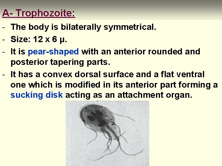 A- Trophozoite: - The body is bilaterally symmetrical. - Size: 12 x 6 μ.