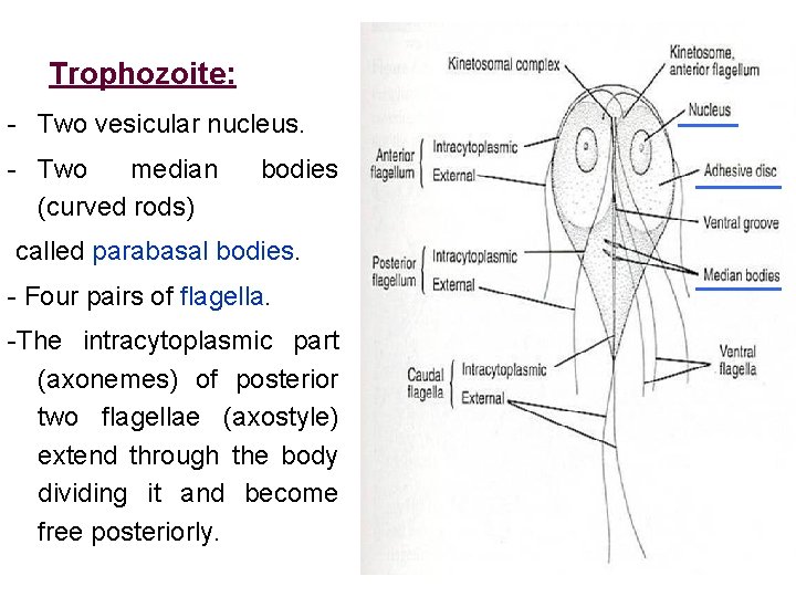 Trophozoite: - Two vesicular nucleus. - Two median (curved rods) bodies called parabasal bodies.