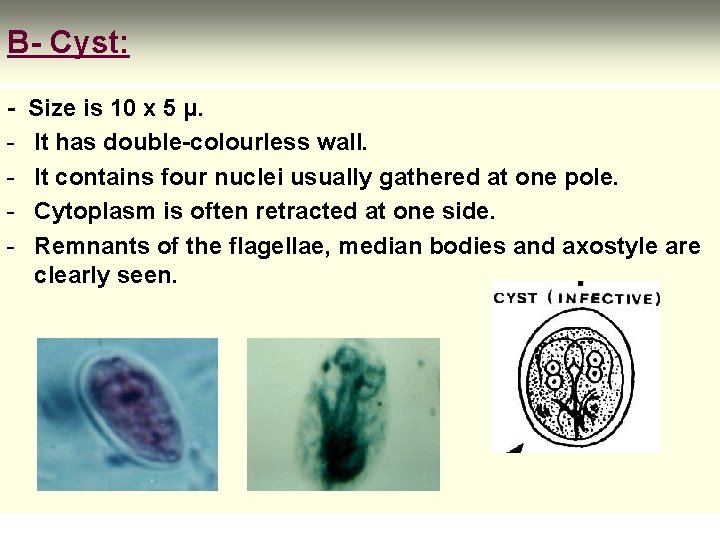 B- Cyst: - Size is 10 x 5 μ. It has double-colourless wall. It