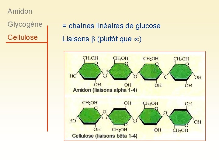 Amidon Glycogène = chaînes linéaires de glucose Cellulose Liaisons (plutôt que ) 