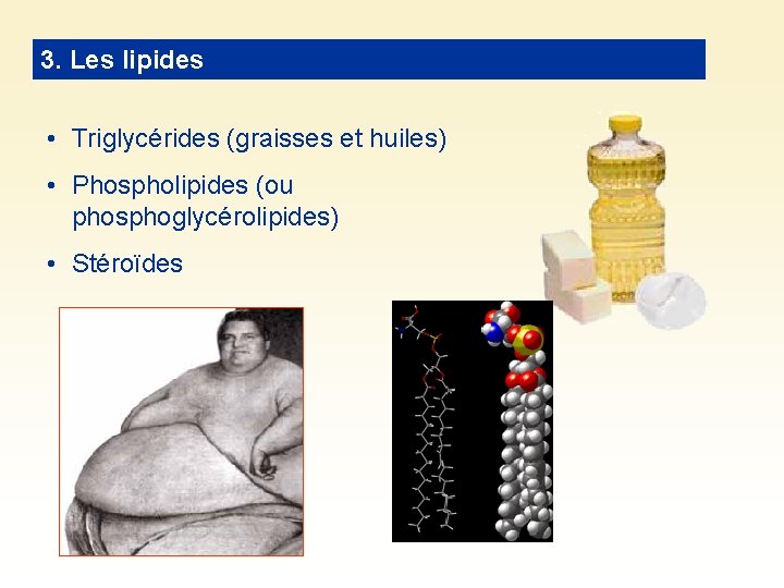 3. Les lipides • Triglycérides (graisses et huiles) • Phospholipides (ou phosphoglycérolipides) • Stéroïdes