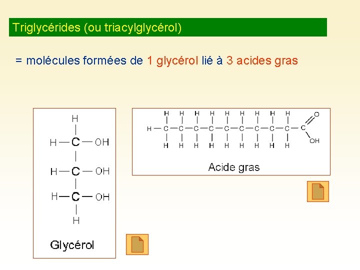 Triglycérides (ou triacylglycérol) = molécules formées de 1 glycérol lié à 3 acides gras