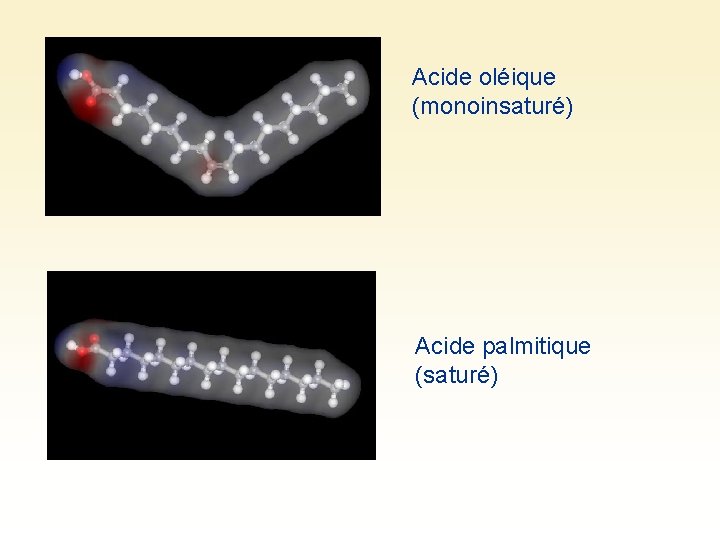 Acide oléique (monoinsaturé) Acide palmitique (saturé) 