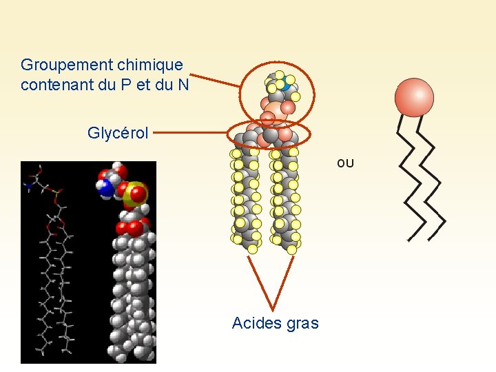 Groupement chimique contenant du P et du N Glycérol Acides gras 