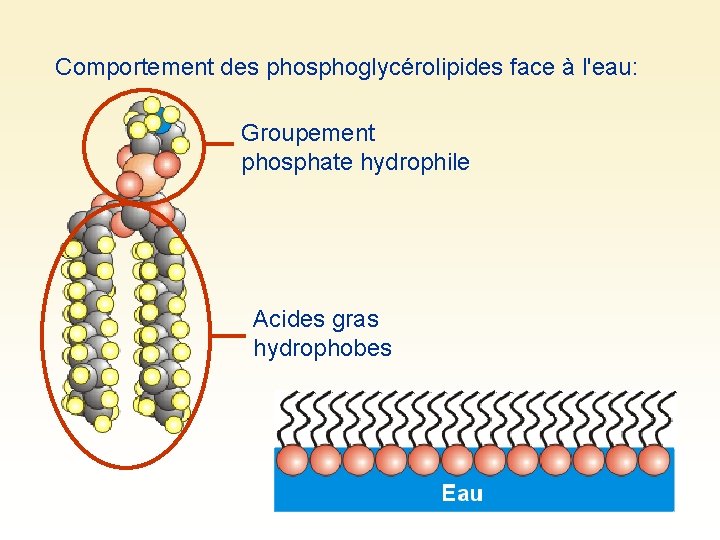 Comportement des phosphoglycérolipides face à l'eau: Groupement phosphate hydrophile Acides gras hydrophobes 