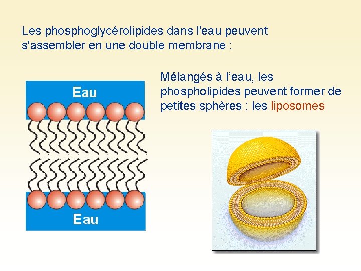 Les phosphoglycérolipides dans l'eau peuvent s'assembler en une double membrane : Mélangés à l’eau,