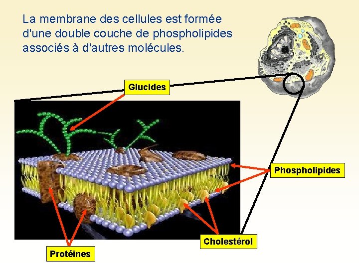 La membrane des cellules est formée d'une double couche de phospholipides associés à d'autres