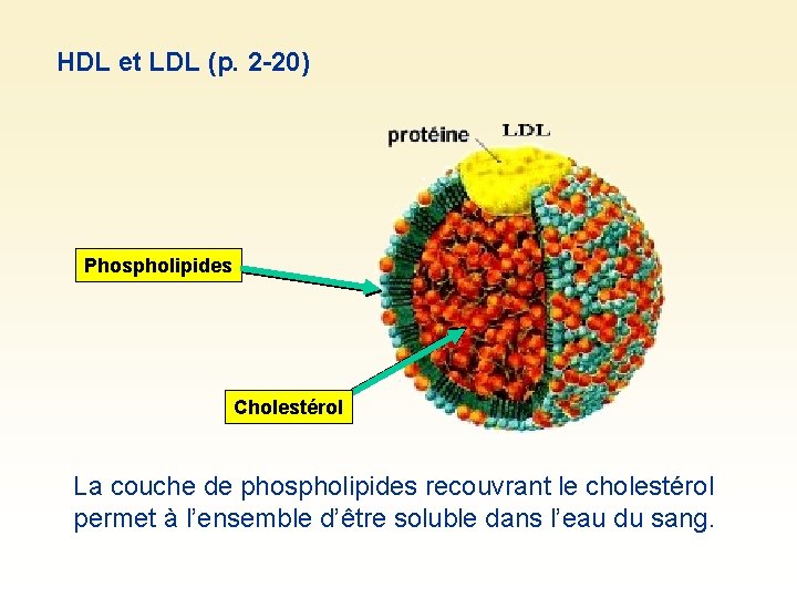 HDL et LDL (p. 2 -20) Phospholipides Cholestérol La couche de phospholipides recouvrant le