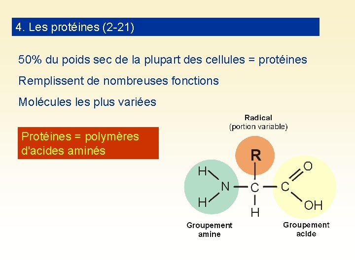 4. Les protéines (2 -21) 50% du poids sec de la plupart des cellules