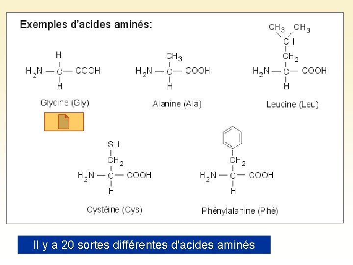 Il y a 20 sortes différentes d'acides aminés 