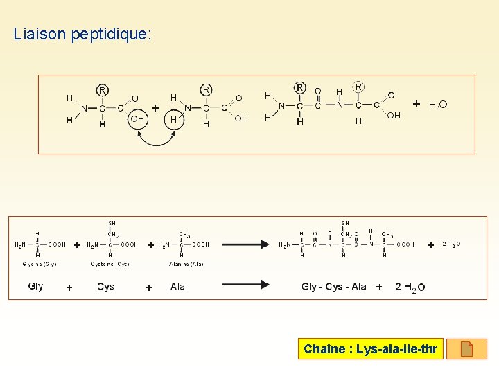 Liaison peptidique: Chaîne : Lys-ala-ile-thr 